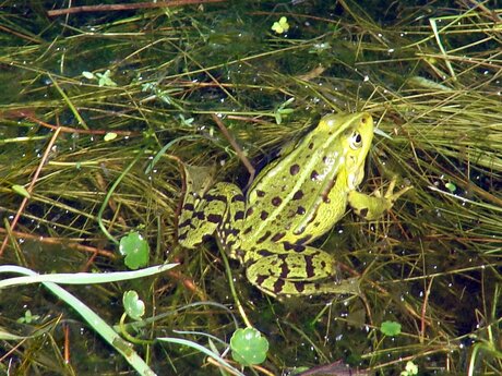 kiker lekker in de zon