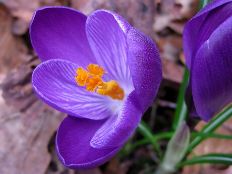 crocus