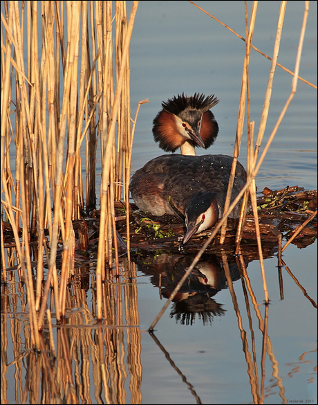 Zomaar tussen het riet (1)