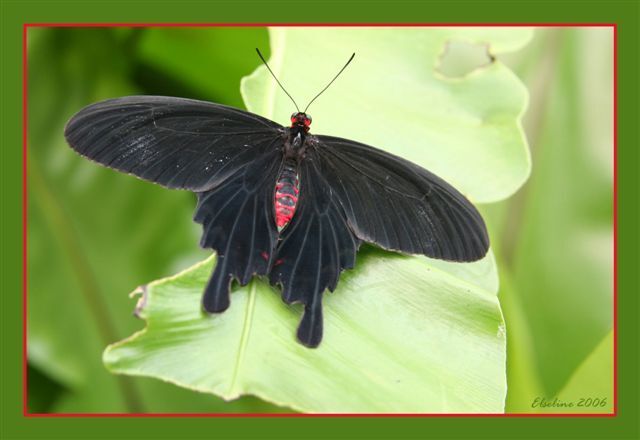 Prestigieus ontwerp appel Zwarte vlinder - foto van alderforest - Zoom.nl