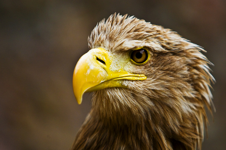 Haliaeetus albicilla