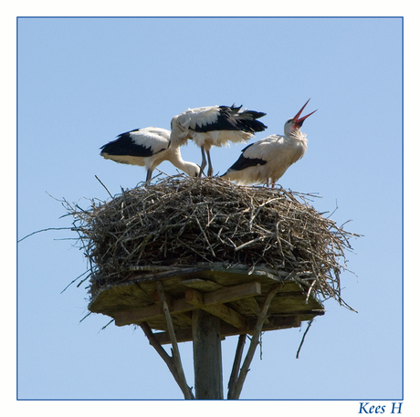 Familie Ooievaar