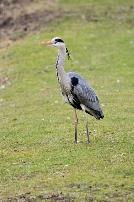 Blauwe Reiger