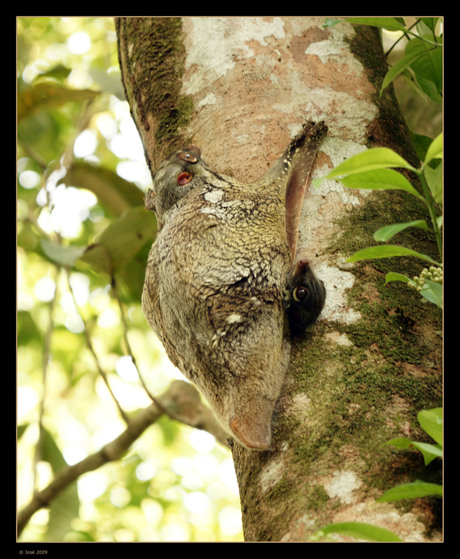 Flying Lemur.