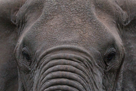 Oog in oog met Afrikaanse Olifant