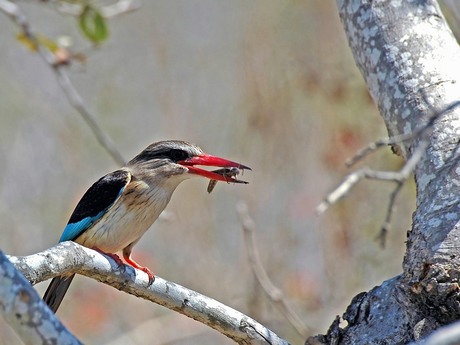 Bruinkap ijsvogel met hapje