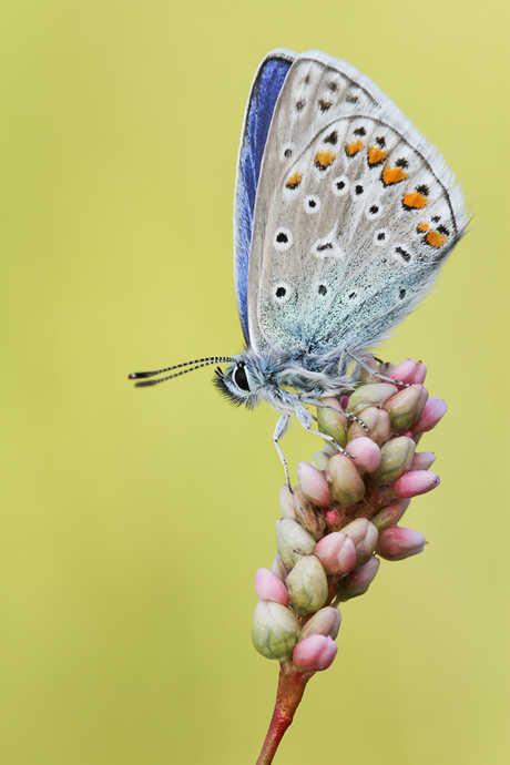 Icarusblauwtje - Polyommatus icarus