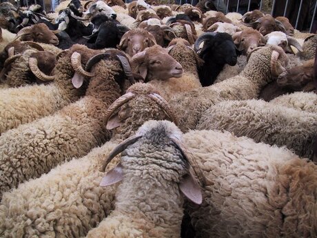 Schaap? zoek maar uit.