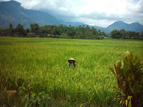 Ricefields