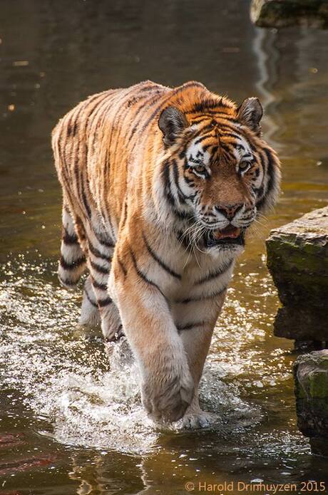 Cool Tiger