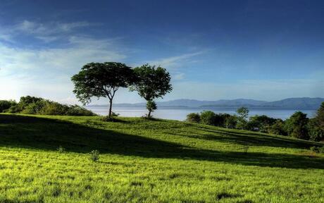 A lush green meadow