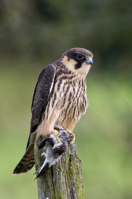 Jonge Boomvalk met Huiszwaluw