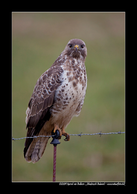 Biesbosch Buizerd