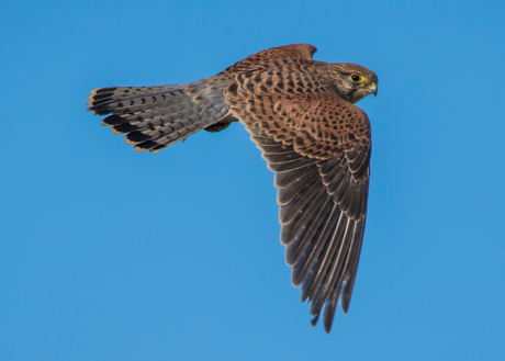 Torenvalk in vlucht