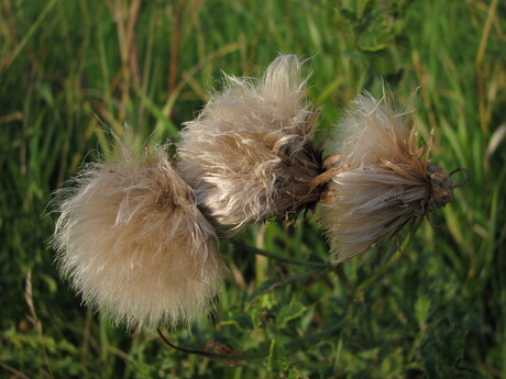 Fluffies