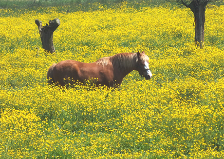 paard in boterbloemenveld