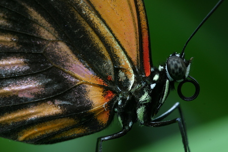 Nog closer op de vlinder