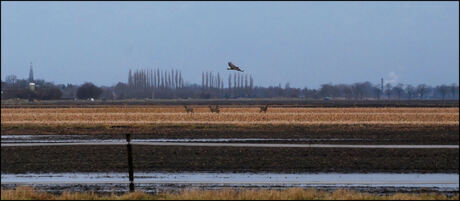 Weids Groninger landschap