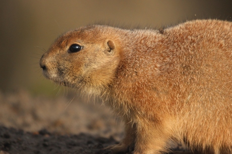 prairiehond