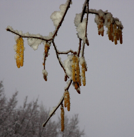 Besneeuwde takken