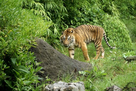 sumatraanse tijger
