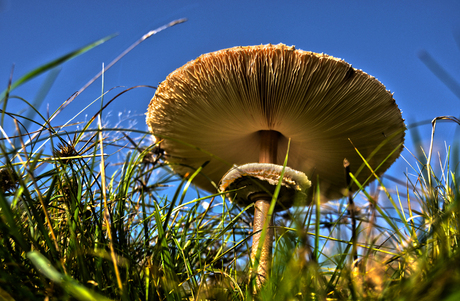 Paddenstoel HDR