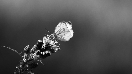 Vlinder in zwart/wit