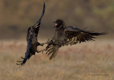 Gevecht Raven