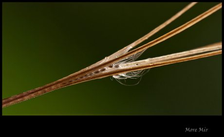 Raindrops