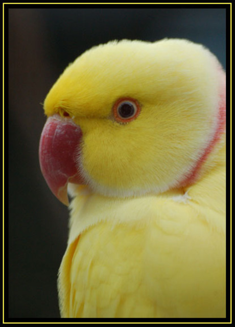 Tweetie