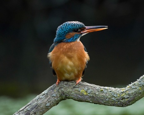 Female Kingfisher!