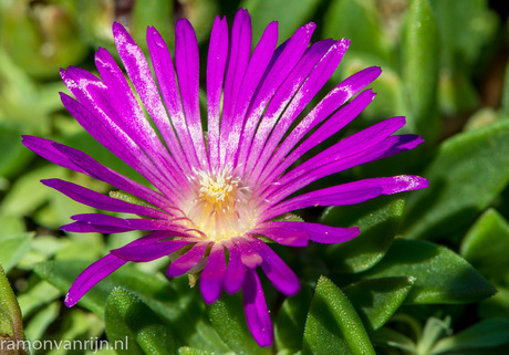 Botanische Tuinen Utrecht-13-bewerkt.jpg