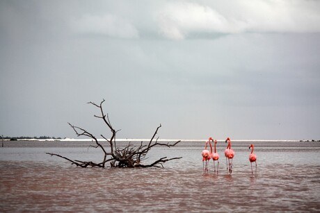 Flamingo's in Mexico