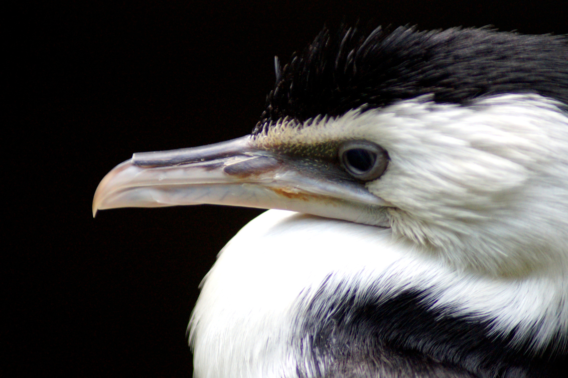 Bonte aalscholver - De bonte aalscholver is een vrij grote, zwart wit gekleurde aalscholver die voorkomt in Australië en Nieuw-Zeeland. - foto door e_masselink op 25-04-2020 - deze foto bevat: dierentuin, aalscholver, dieren, vogel, watervogel, wildlife