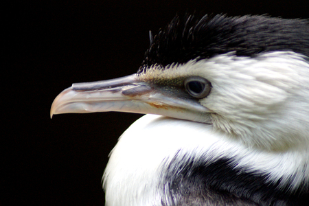 Bonte aalscholver - De bonte aalscholver is een vrij grote, zwart wit gekleurde aalscholver die voorkomt in Australië en Nieuw-Zeeland. - foto door e_masselink op 25-04-2020 - deze foto bevat: dierentuin, aalscholver, dieren, vogel, watervogel, wildlife