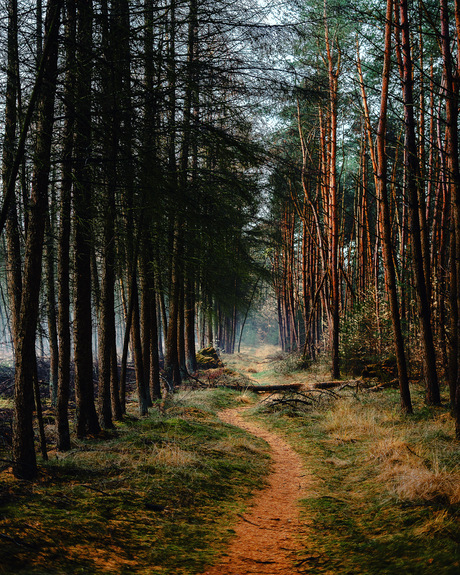 Pad in het bos, Dwingelderveld