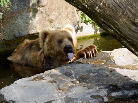 Hee een beetje mogen zwemmen en dan nog je tong uitsteken ook