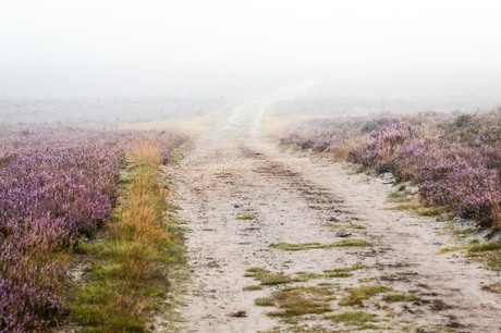 Road Into the Fog