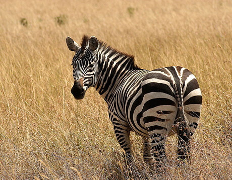 Zebra