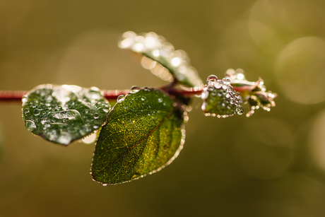 Raindrops