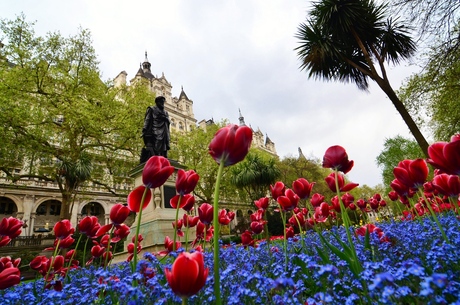 Hollandse tulpen in Londen