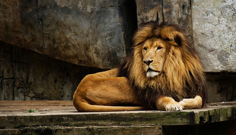 Leeuw in Ouwehands dierenpark