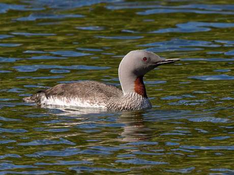 Roodkeelduiker