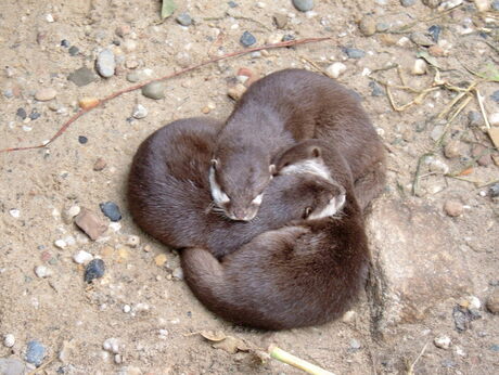 Otters