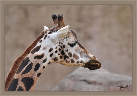 Giraf zever...