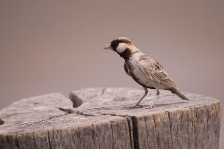 Sparrow Lark