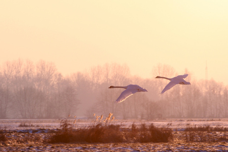 flight of the swans