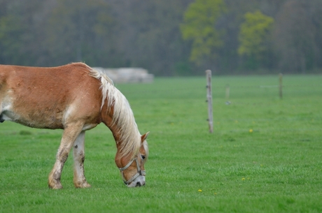 Paart in de wei