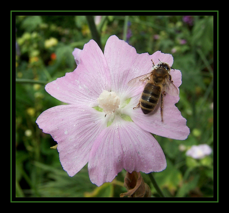 busy little bee