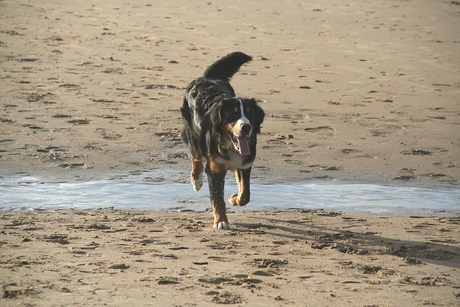 Berner Sennenhond